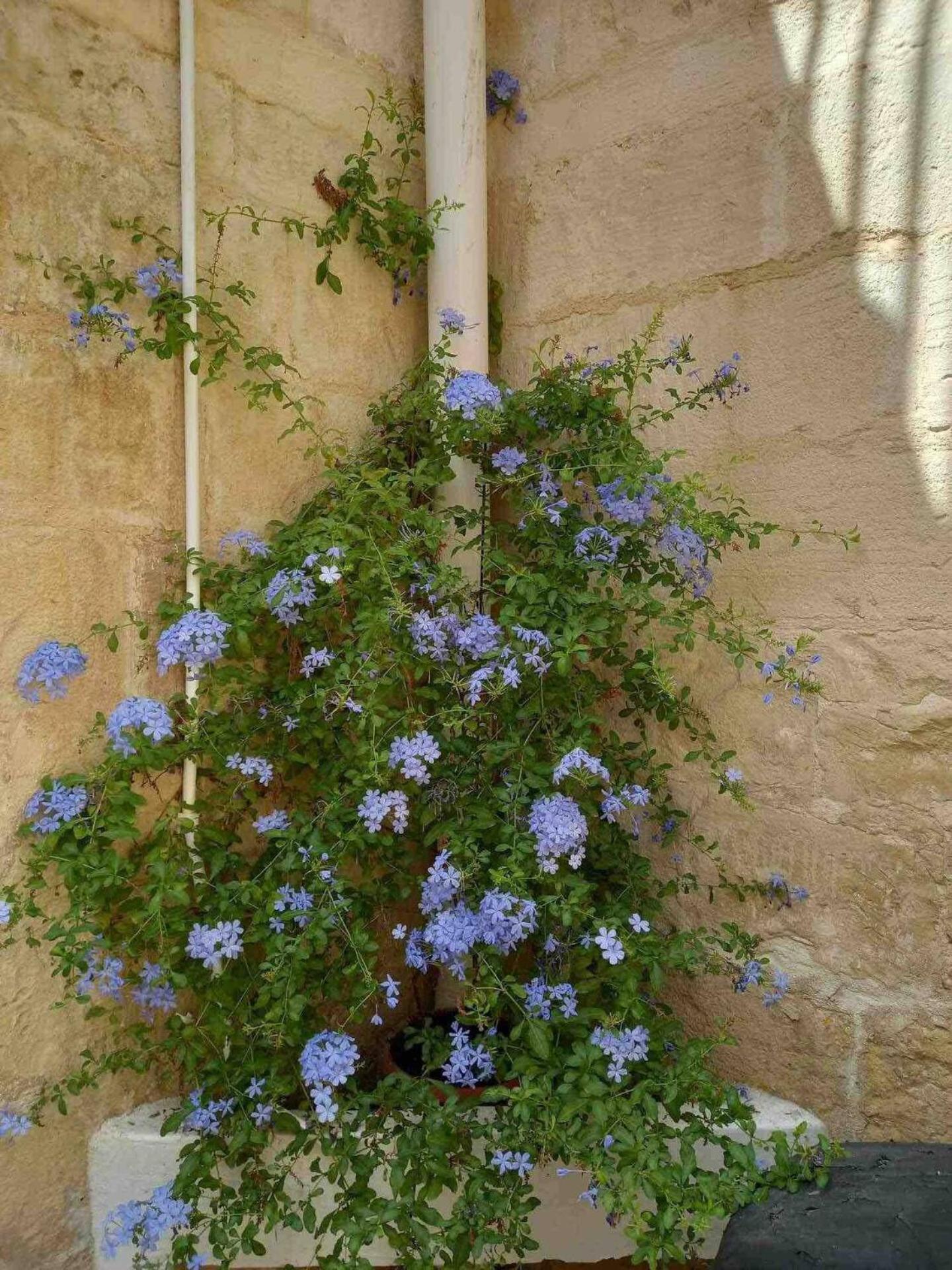 The Gem By Homely Qormi